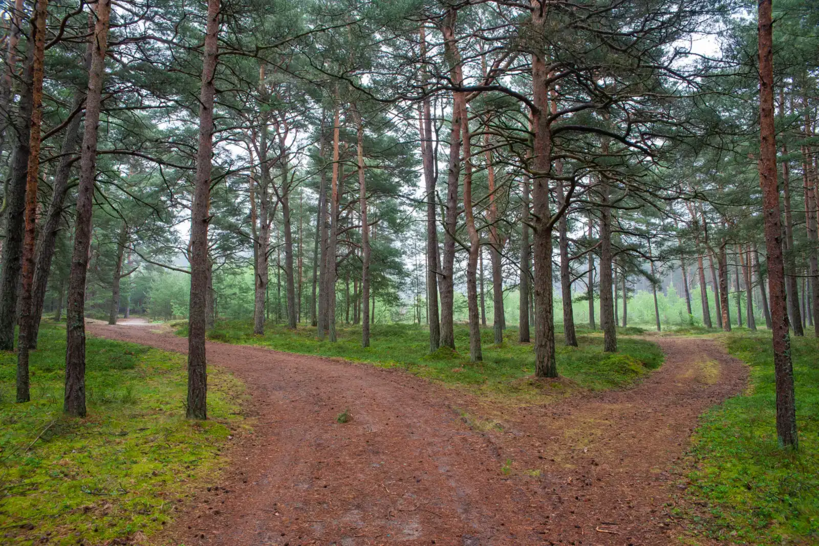 A forest trail that splits into two paths, like choosing an approach to ADHD therapy