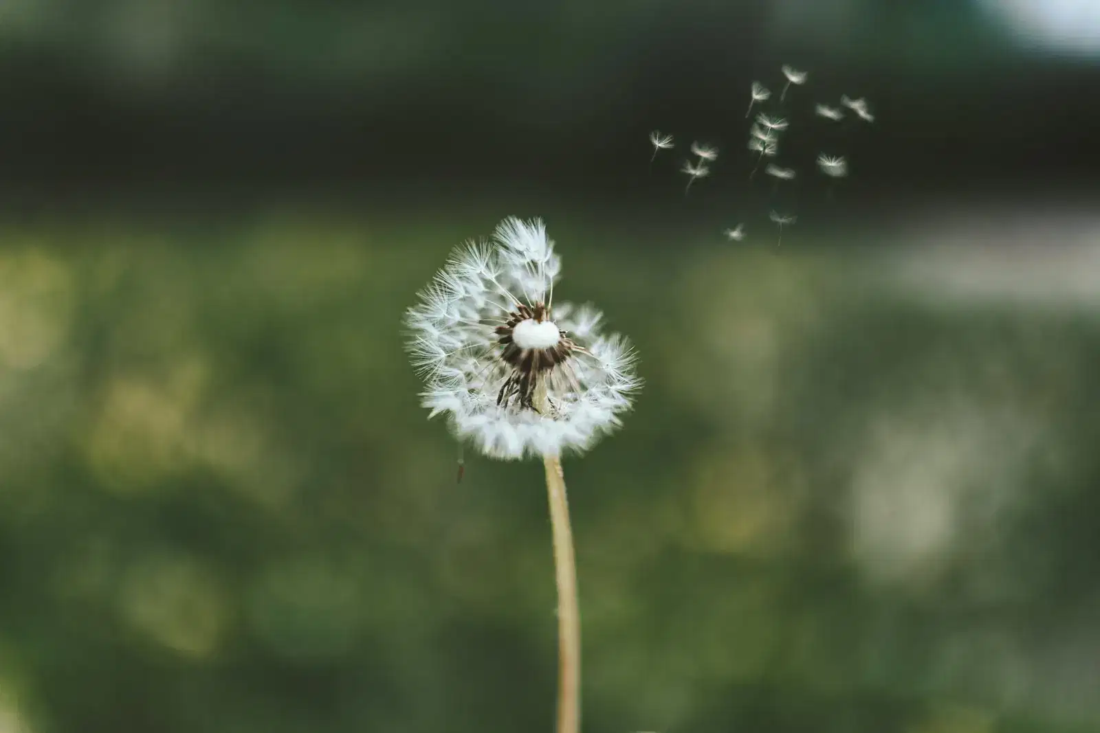 A dandelion with a few seeds drifting off on the breeze, a reminder that what triggers anxiety is often small and that you can learn to identify triggers