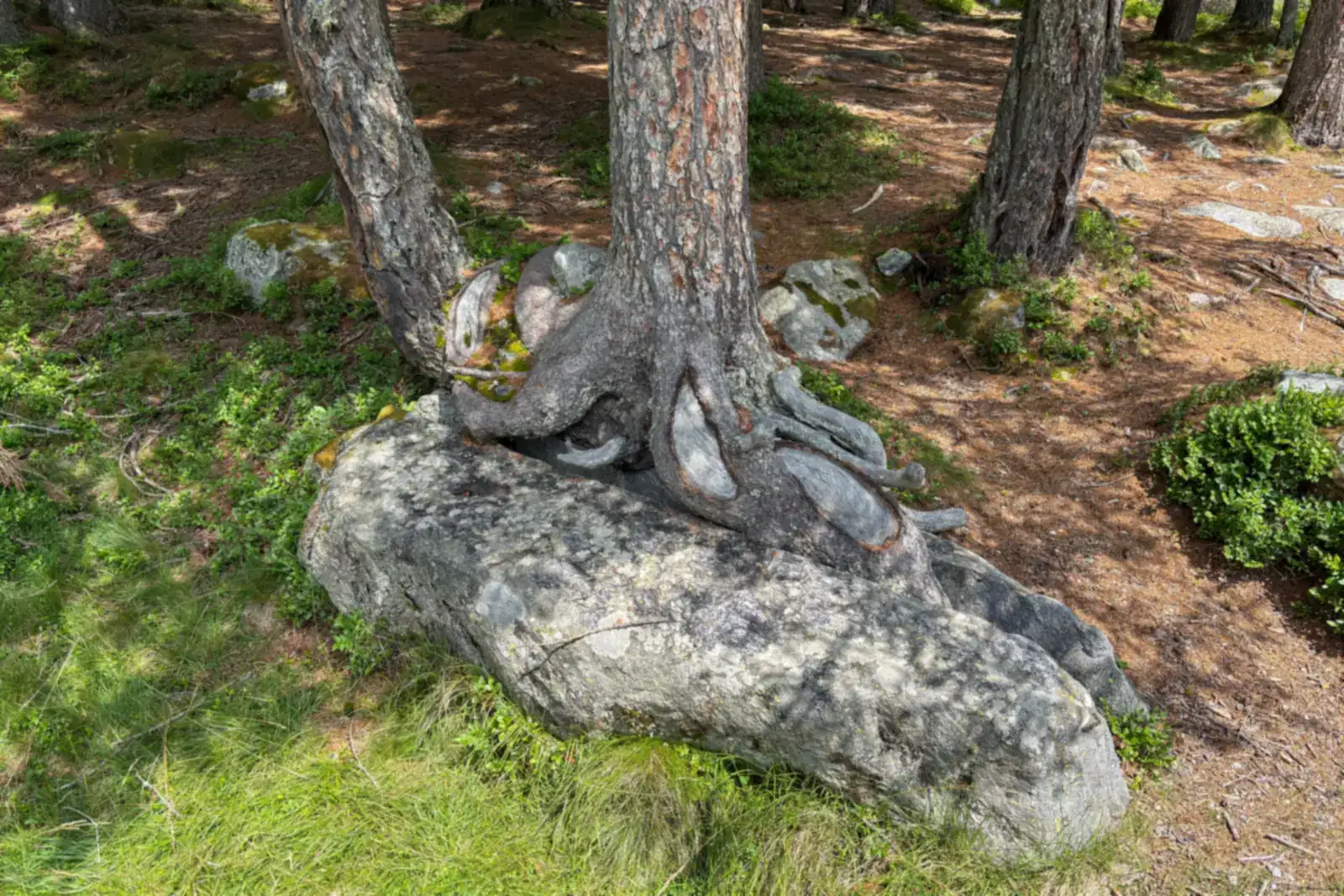 A pine whose roots have grown over and around a large boulder, how grief changes over time as life grows around the loss