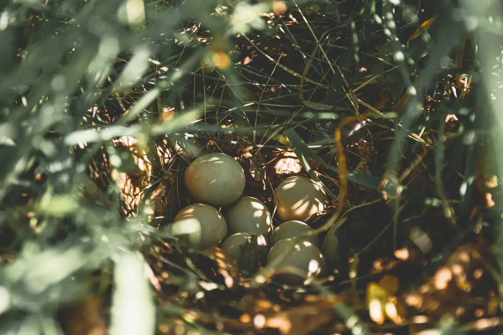 Bird's nest holding pale eggs among pine needles, a quiet image of the care and expectations that come with motherhood and parenting