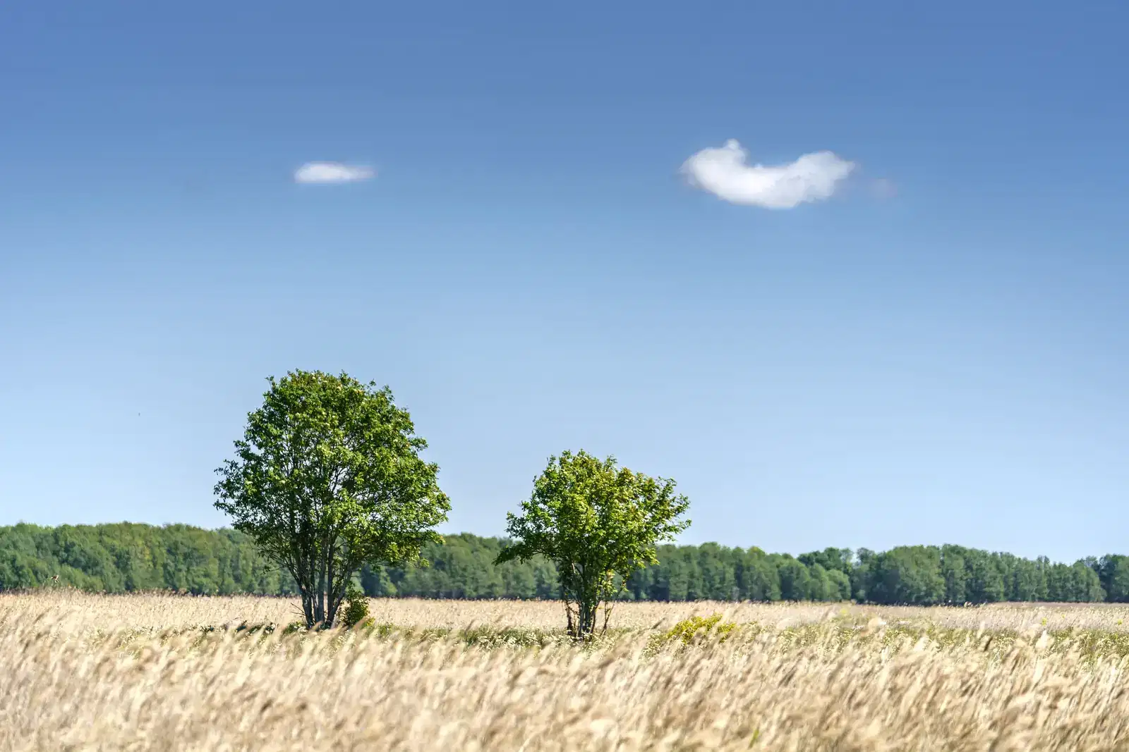Two trees standing side by side in a wheat field, like a family member offering support to a loved one with a gambling problem or gambling addiction.