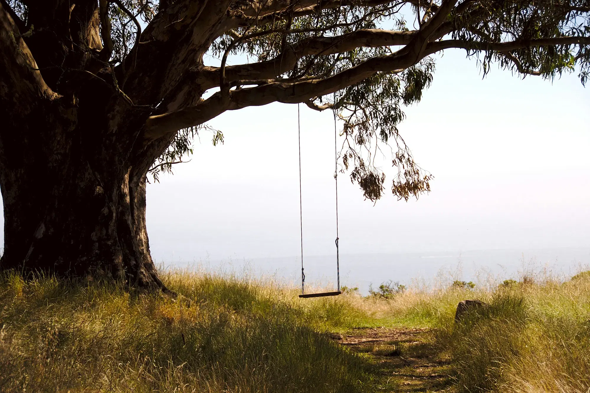 An empty rope swing under a big tree in daylight, a quiet picture of childhood for children of alcoholics and the adult children who carry family roles, trust and healing forward.