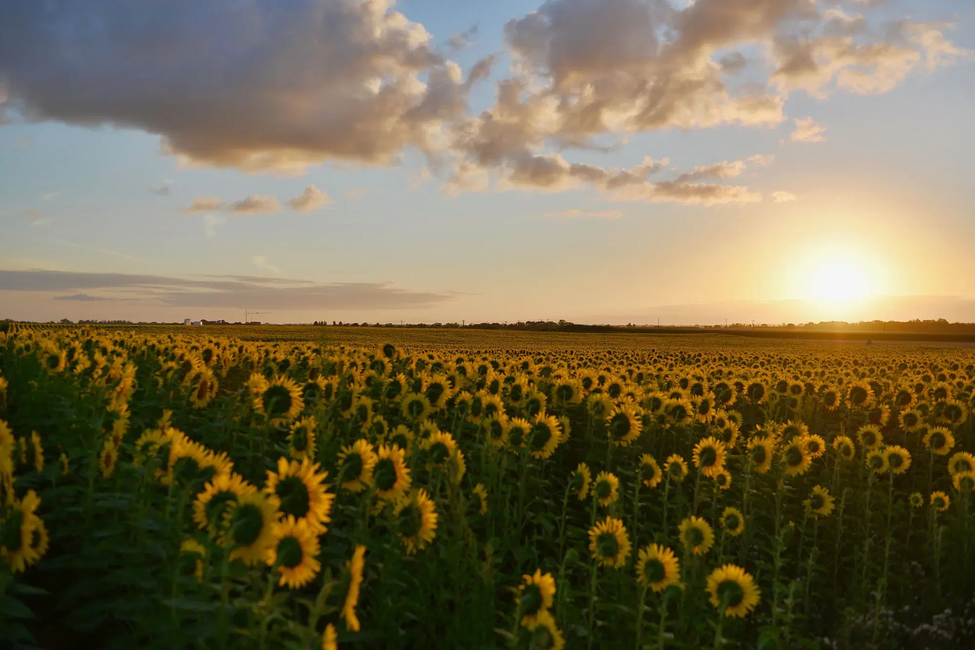 A field of sunflowers all turned toward the low sun, like a codependent way of relating, where your needs and relationships keep turning toward someone else.