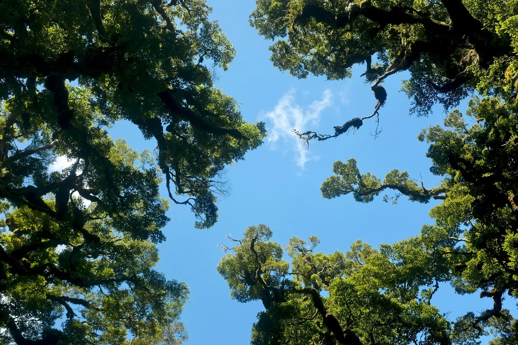 Treetops reaching toward each other without touching against a blue sky, like interdependence: closeness with room for each person's identity.