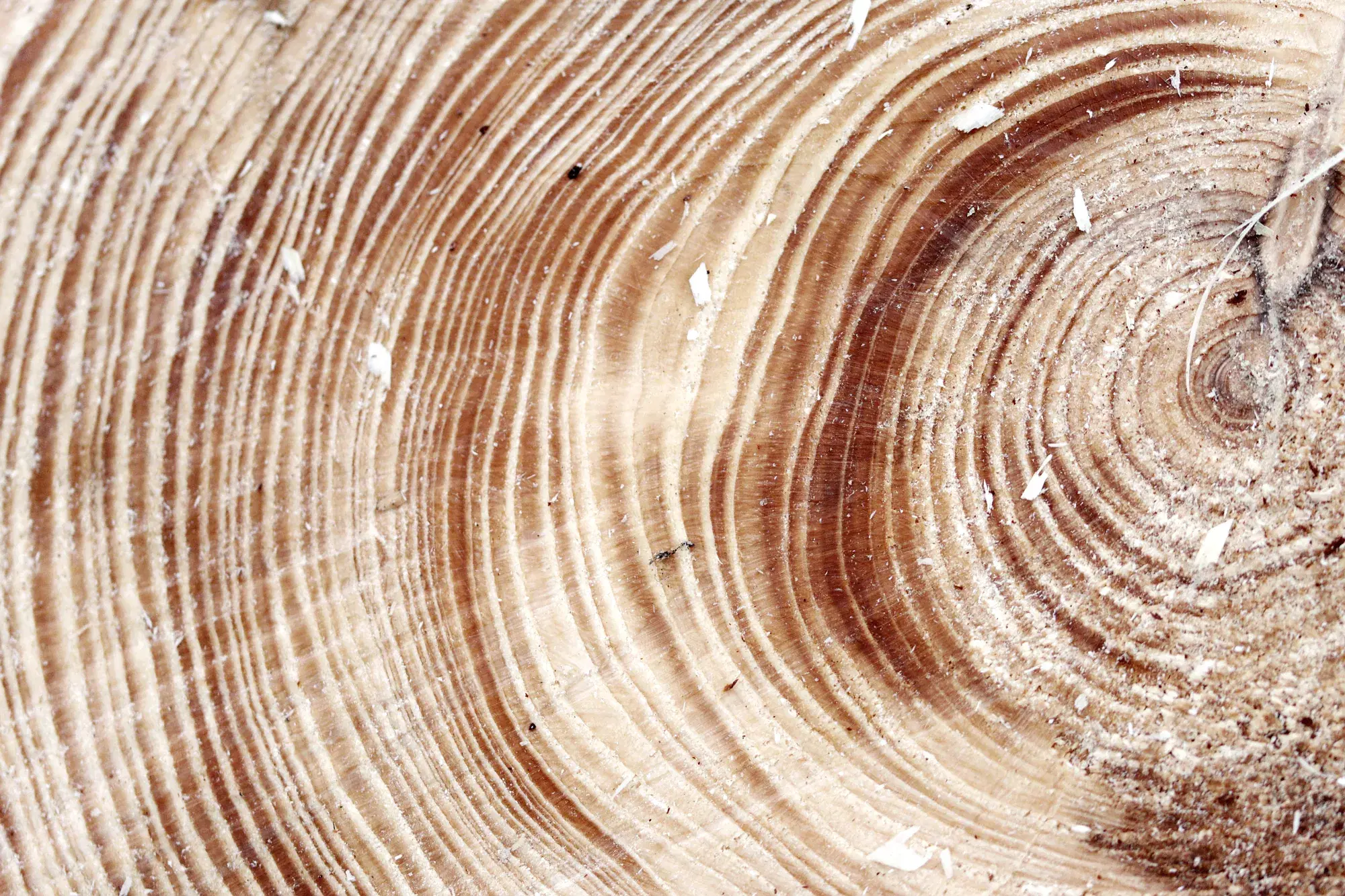 Close-up of the rings in a cut log, like the causes of codependency laid down early through childhood, parents, family dynamics, attachment and emotional neglect.