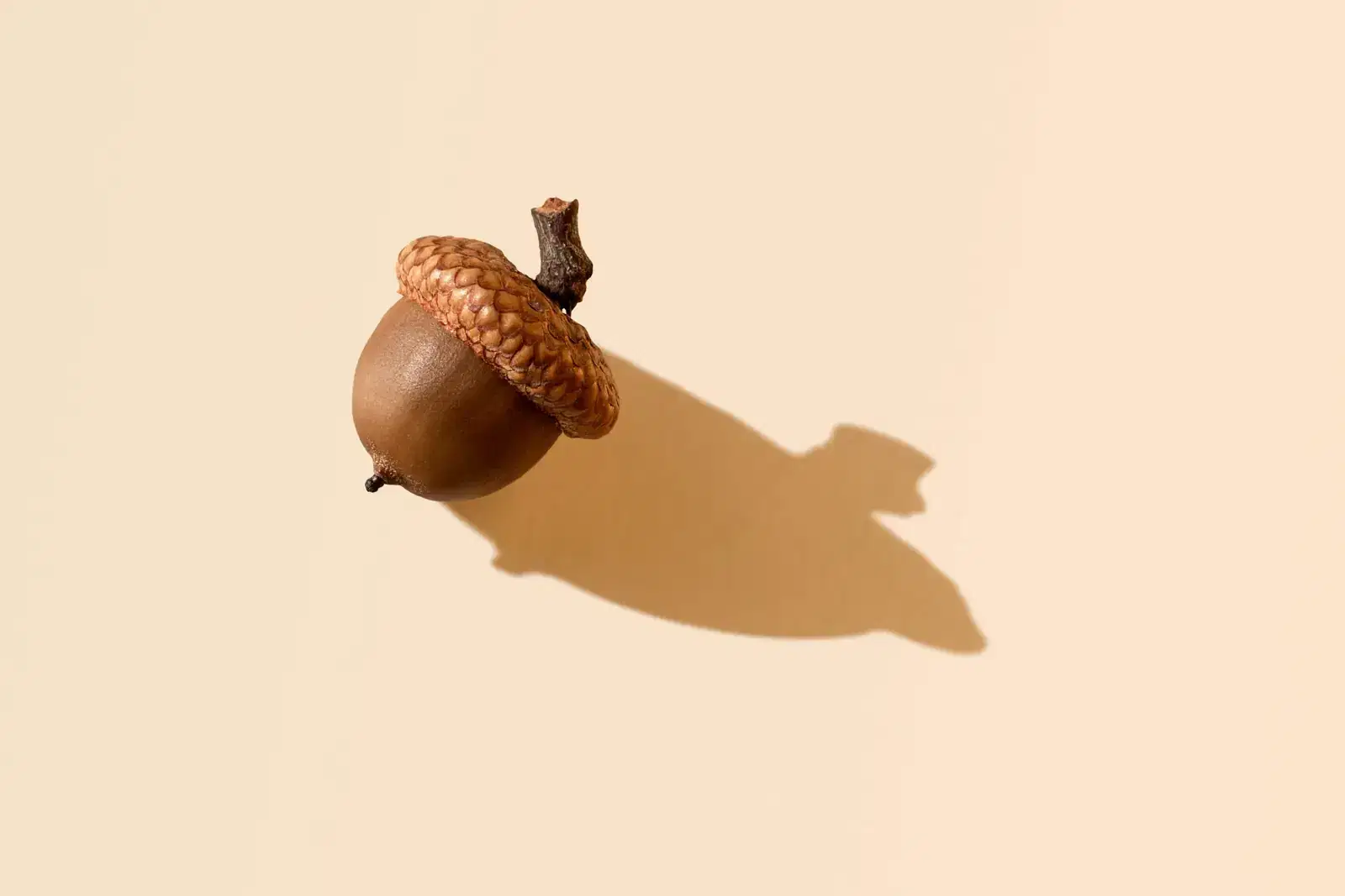 A single acorn casting a long shadow on a warm beige surface, a picture of catastrophic thinking, where a small worry grows into the worst case through fear, uncertainty and anxious thoughts.
