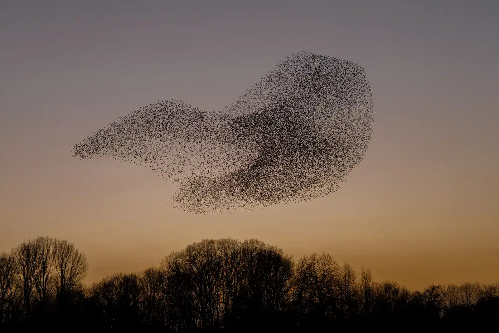 A murmuration of starlings at dusk, like the busy, beautiful mind of many women with ADHD