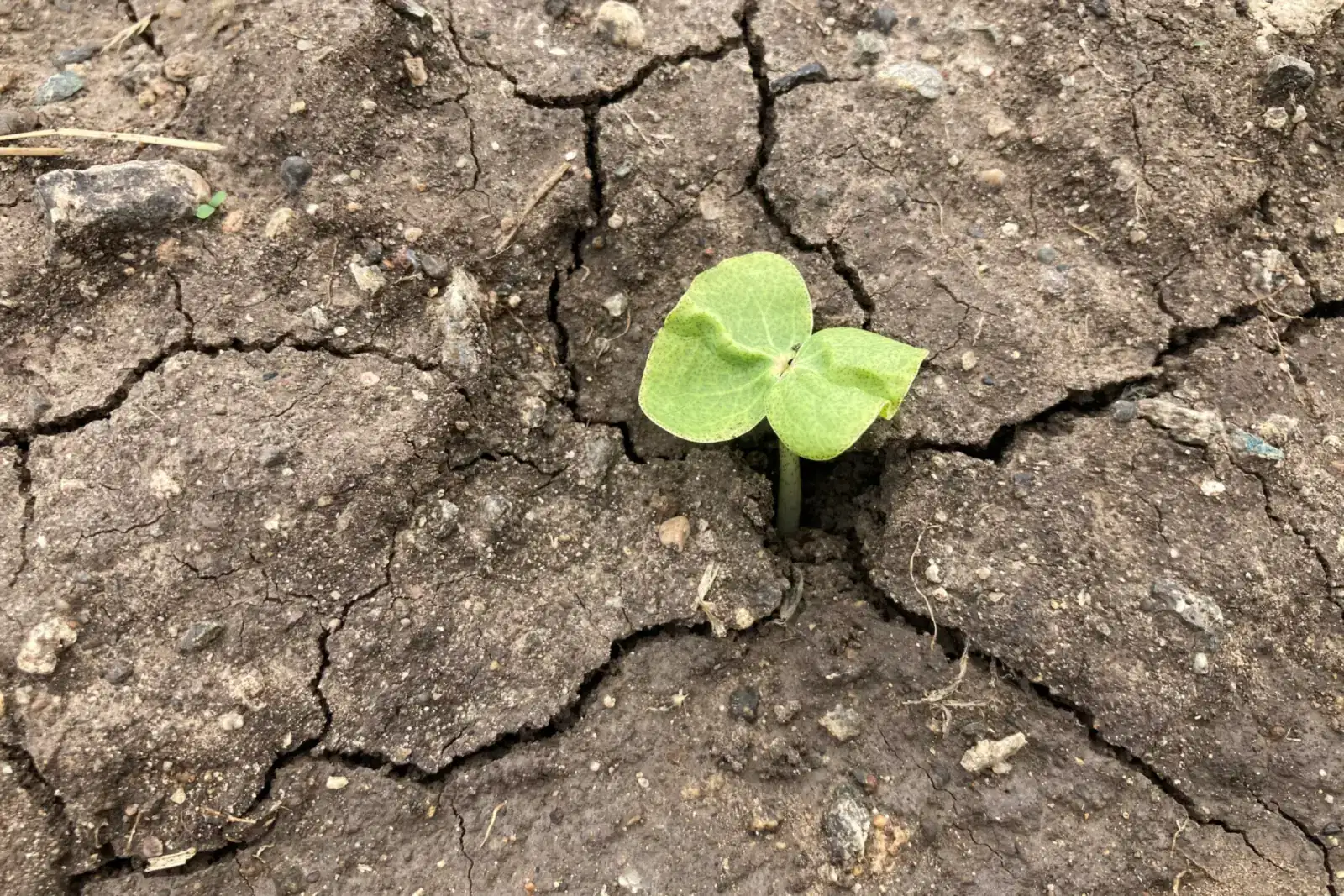 A green seedling pushing up through cracked dry earth, healing that can grow through anger in grief