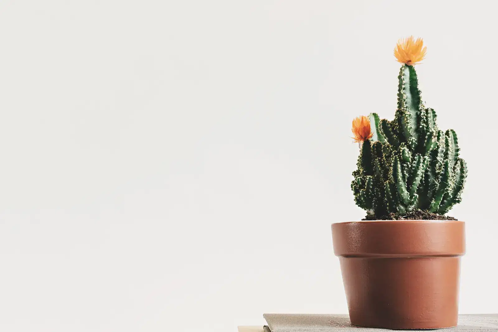 Flowering cactus in a terracotta pot against a pale wall, a gentle image of boundaries, personal space and the need for less physical touch when parents feel overloaded