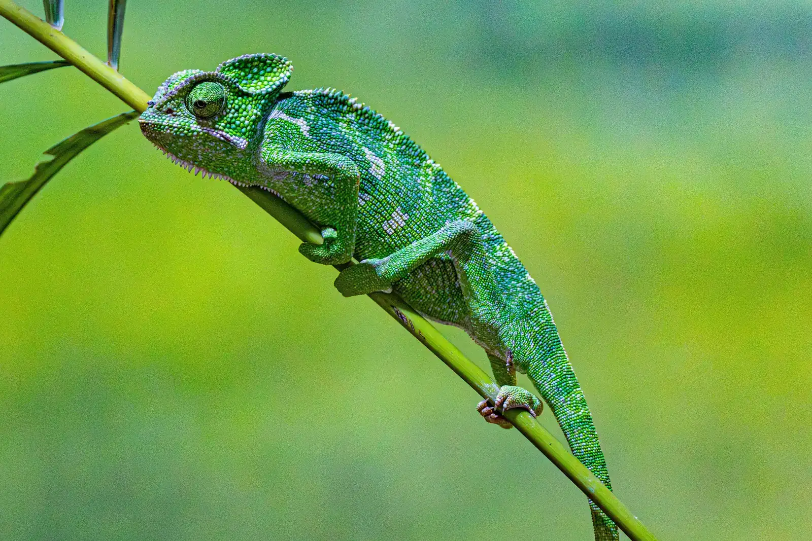 A green chameleon on a slender stem, a picture of people-pleasing and how a people pleaser changes colour to fit in, setting aside their own needs, feelings and boundaries to win approval, avoid conflict and keep relationships smooth.