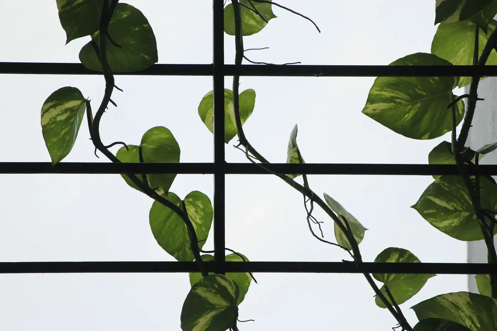 A pothos vine climbing a black window grid toward the light, the steady support couples counselling can give a relationship