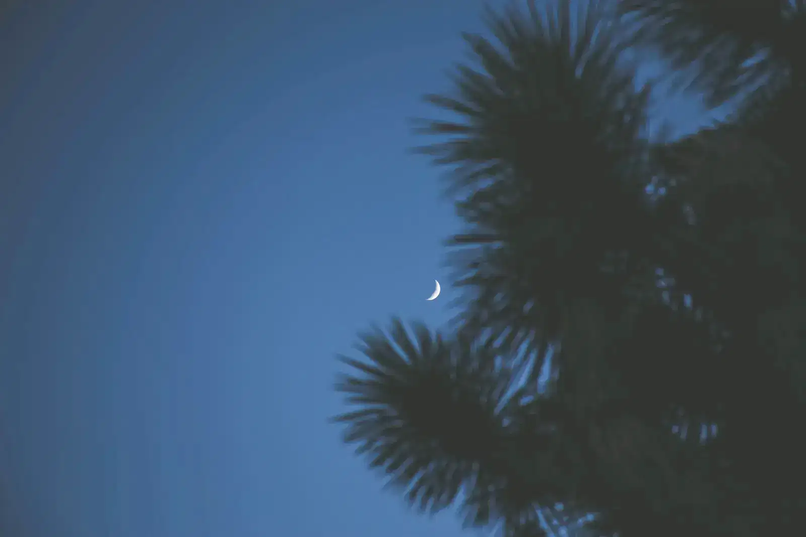 A crescent moon beside dark pine branches in a deep blue sky, for nighttime anxiety: calm anxiety with deep breathing, grounding techniques and a bedtime routine that helps with falling asleep