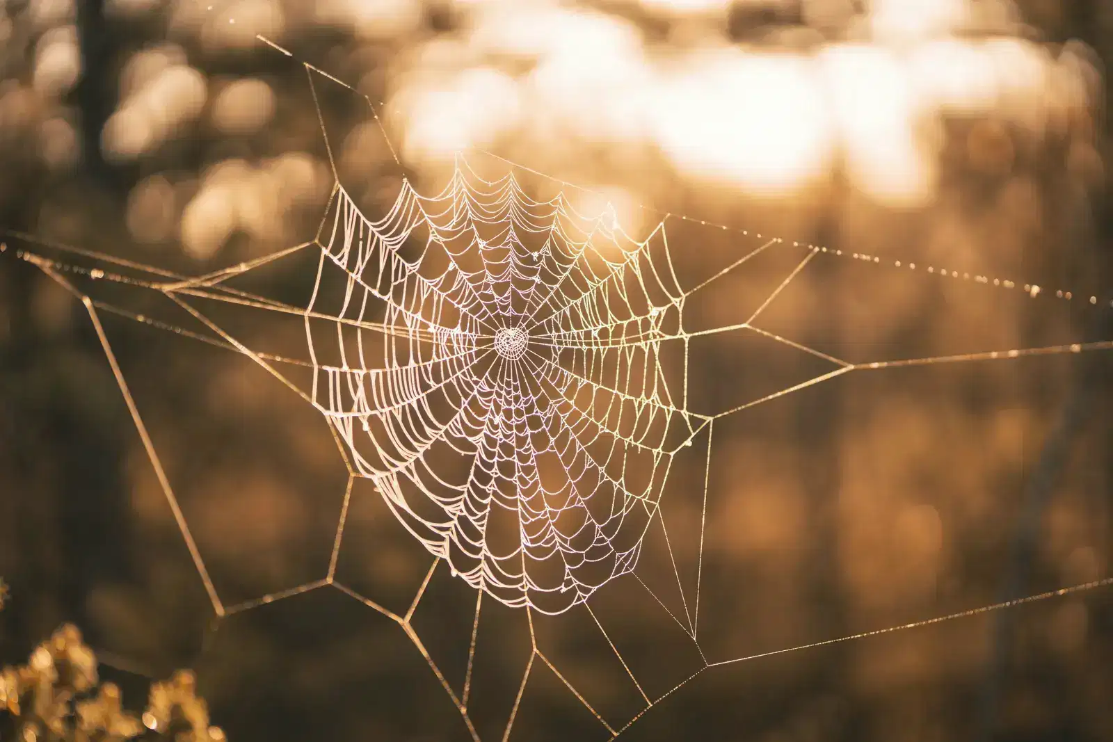 Dew on a spider web in early morning light, for anyone waking up with anxiety or anxious in the morning: morning anxiety at awakening, when anxiety meets the cortisol rise, racing thoughts and dread, eased by a calm morning routine, deep breathing and sunlight