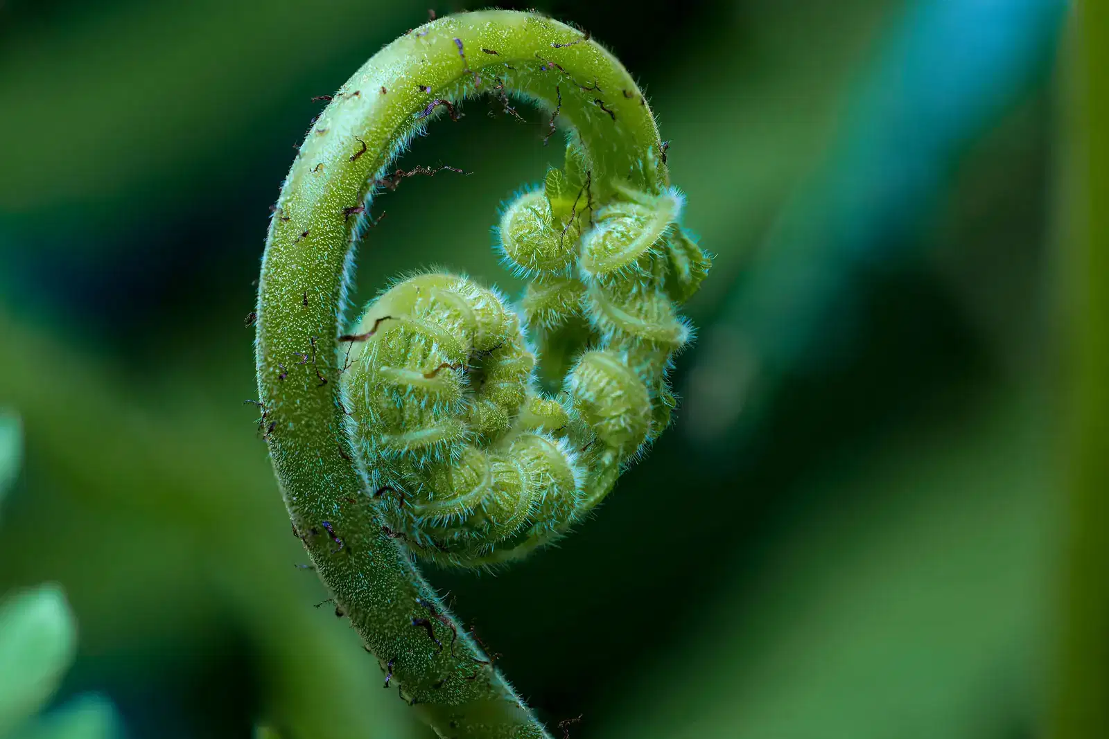 A fern frond slowly unfurling, like breaking the anxiety cycle one small step at a time