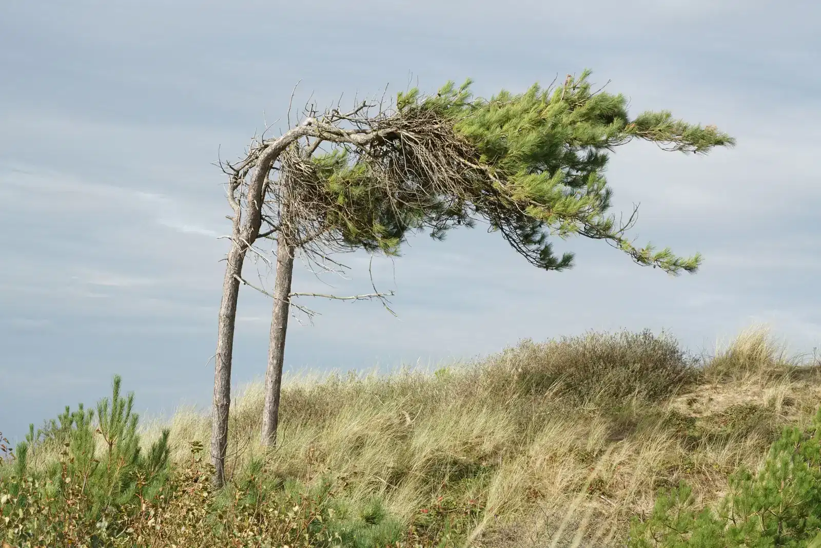 A pine bent sideways by the wind on a grassy dune, like the stress the body carries during grief