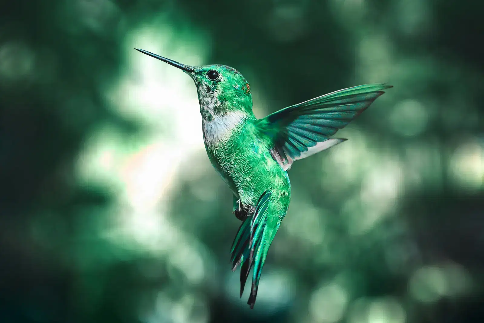A hummingbird hovering mid-flight against a green blur, like chronic anxiety that keeps the nervous system switched on