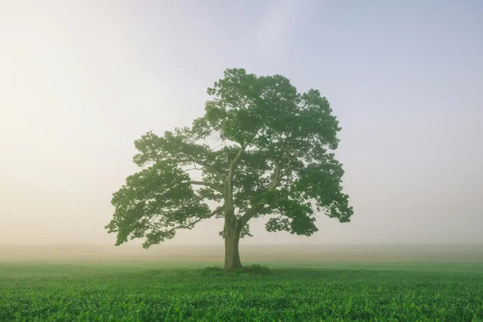 A lone tree standing strong in a misty green field, rooted like a lasting relationship built over many years