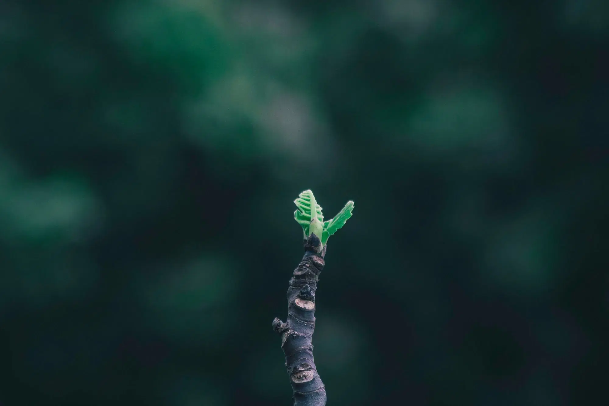 A single new shoot growing from an old pruned twig, like overcoming codependency with small steps, healthy boundaries and support for your own growth.