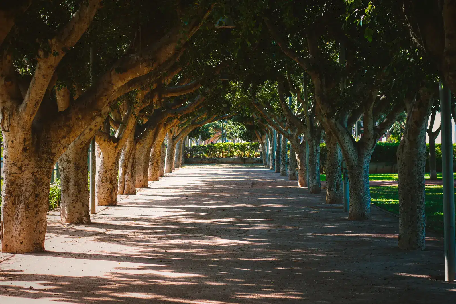 A sunlit path under trees whose branches meet overhead, a picture of reconnecting and rebuilding closeness and connection