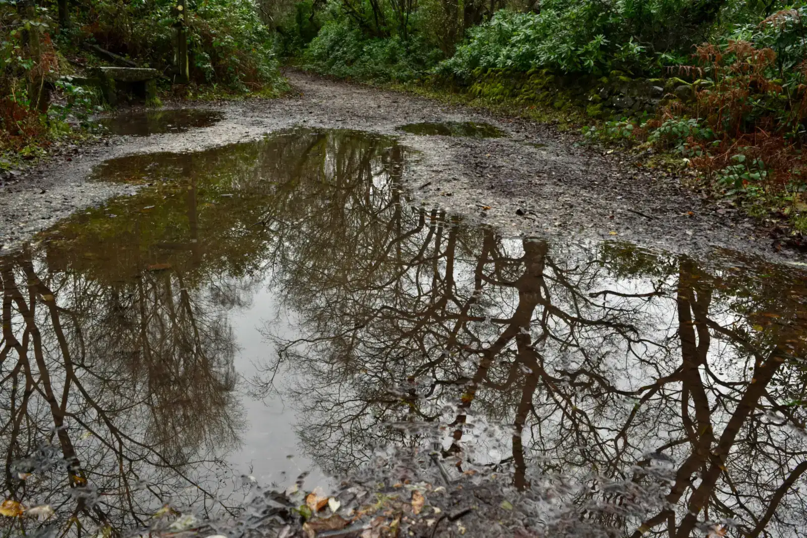 A puddle on a forest track reflecting the trees after rain, like the calm that can follow arguing when partners handle conflict with care and repair the relationship