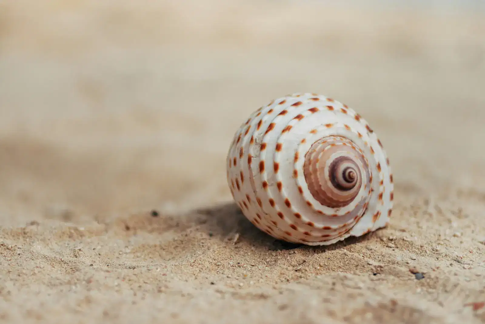 A spiral seashell resting on soft sand, the way the stages of grief loop back instead of running in a straight line