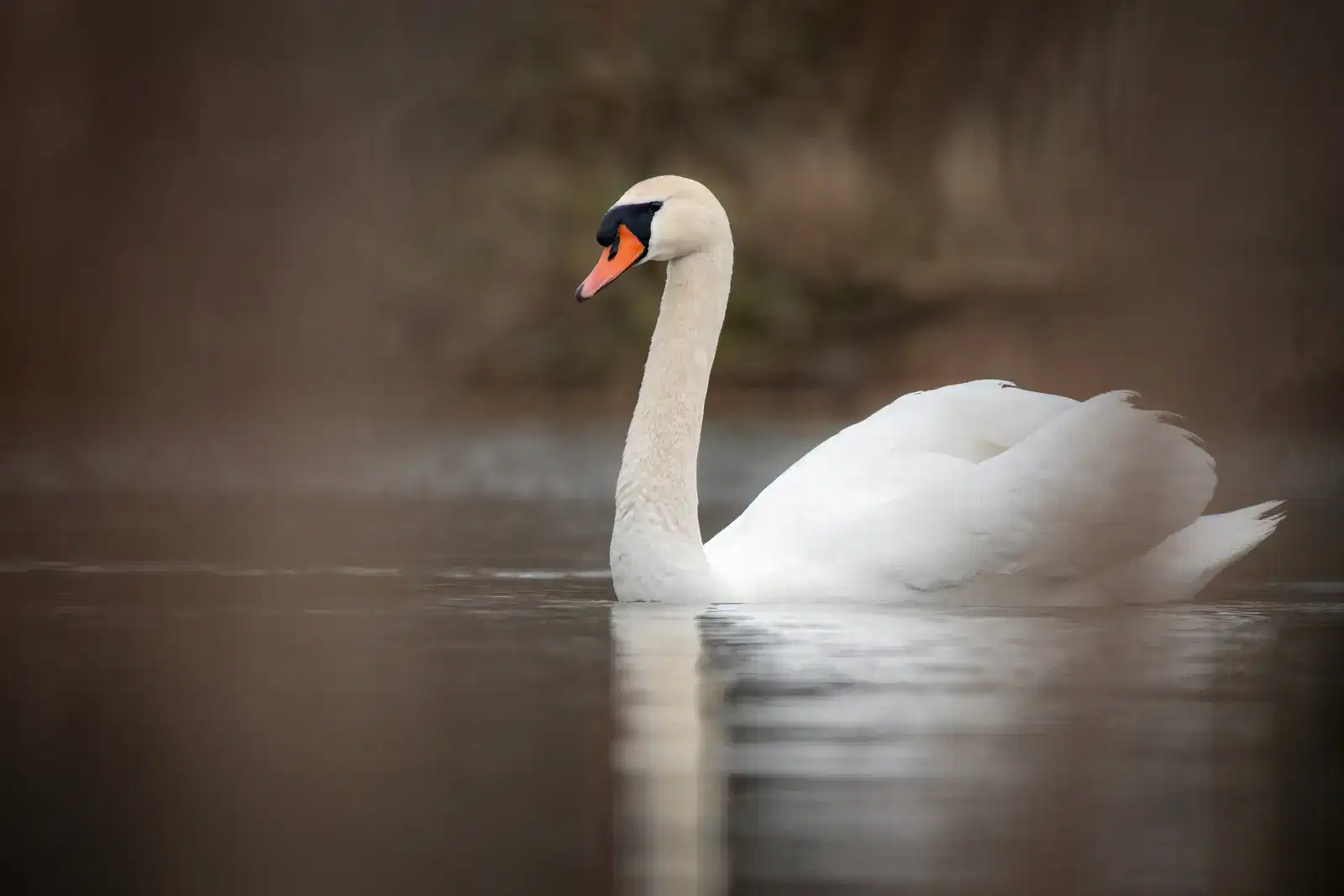 A white swan gliding calmly across still water, a picture of how high-functioning anxiety can look composed on the surface while chronic stress works hard underneath.