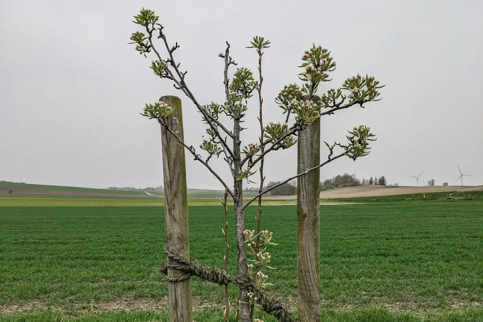 A young tree tied to two wooden support stakes in a green field, an image of helping someone with a panic attack: a calm presence, steady support and care until it passes.