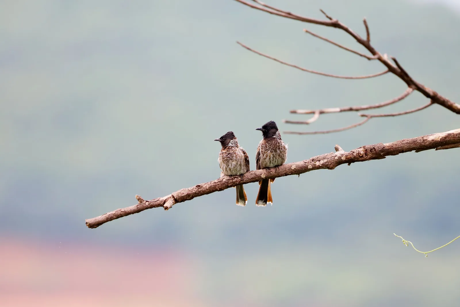 Two small birds perched side by side on a bare branch in soft morning light, a quiet image for couples counselling