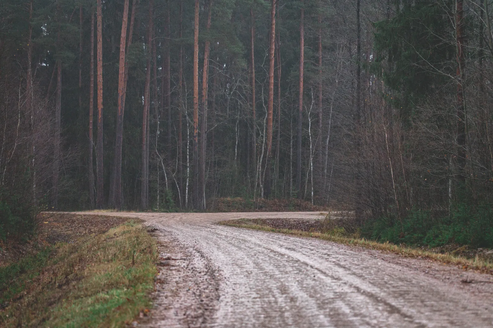 A gravel road splitting in two through a tall pine forest in late autumn, an image for discernment counselling